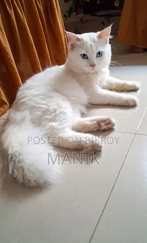 1+ year Male Mixed Breed Persian