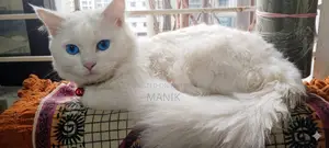 1+ Year Male Mixed Breed Persian Cat