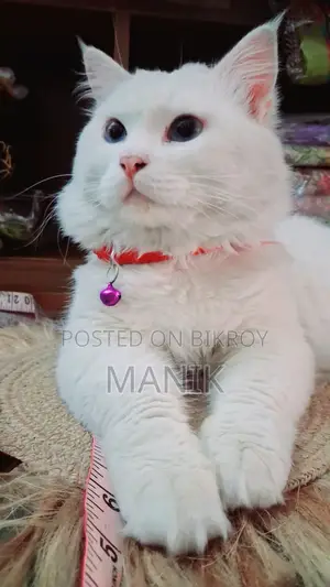1+ Year Male Mixed Breed Persian Cat