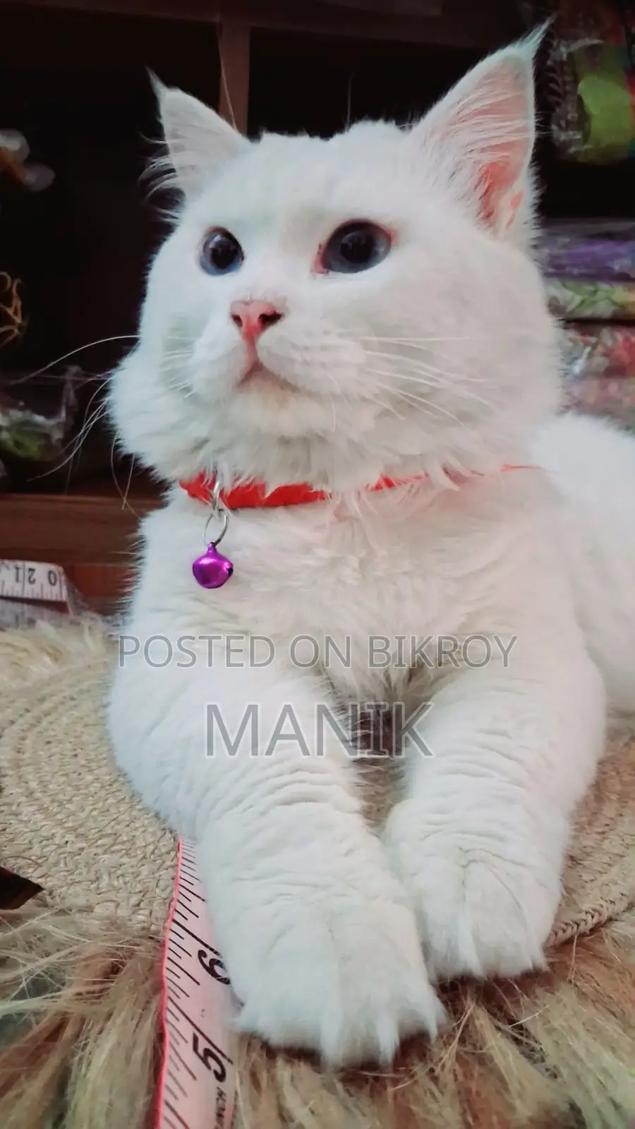 1+ Year Male Mixed Breed Persian Cat