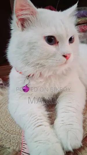 1+ Year Male Mixed Breed Persian Cat