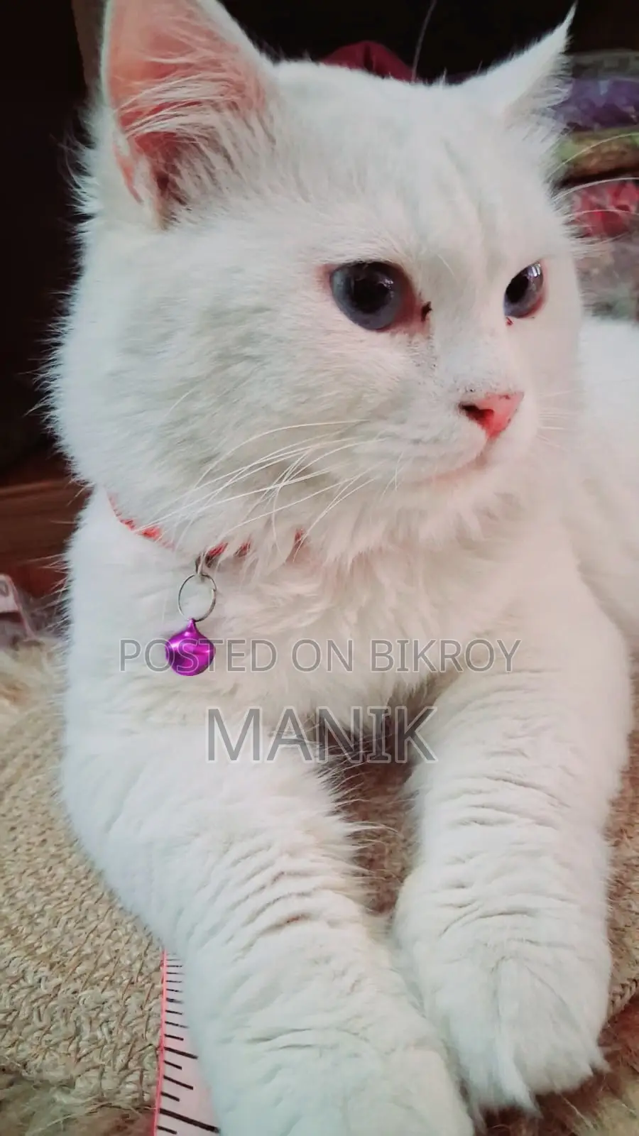 1+ Year Male Mixed Breed Persian Cat