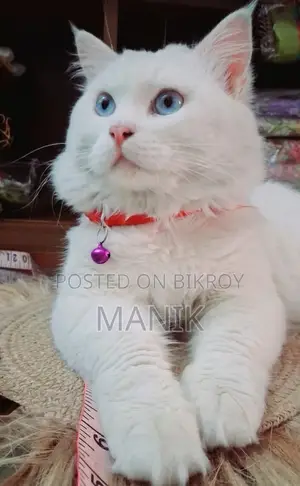 1+ Year Male Mixed Breed Persian Cat