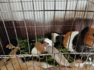 One rabbit, one guinea pig, and two guinea pig babies