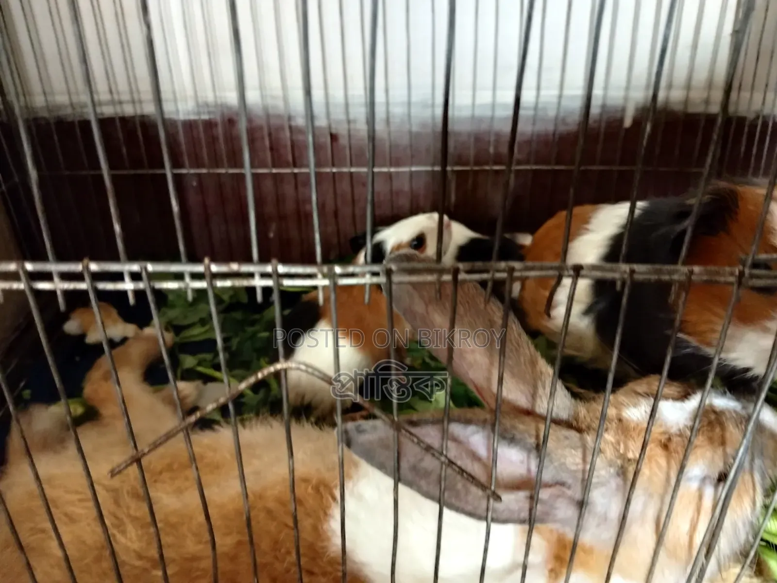 One rabbit, one guinea pig, and two guinea pig babies