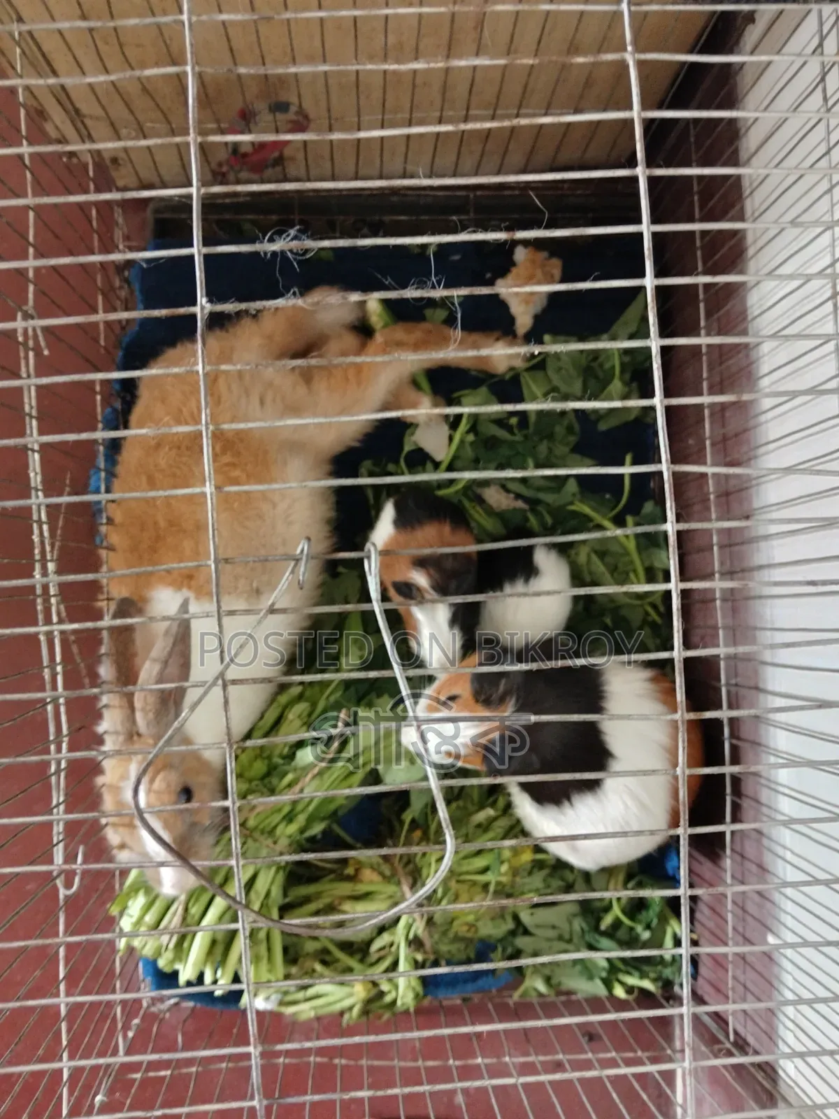 One rabbit, one guinea pig, and two guinea pig babies