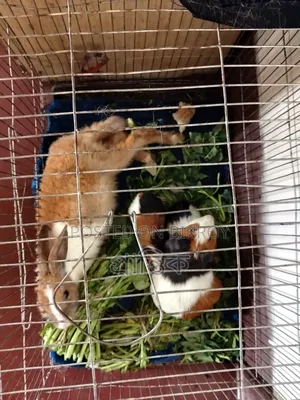One rabbit, one guinea pig, and two guinea pig babies