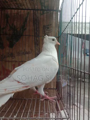লোটন কবুতর