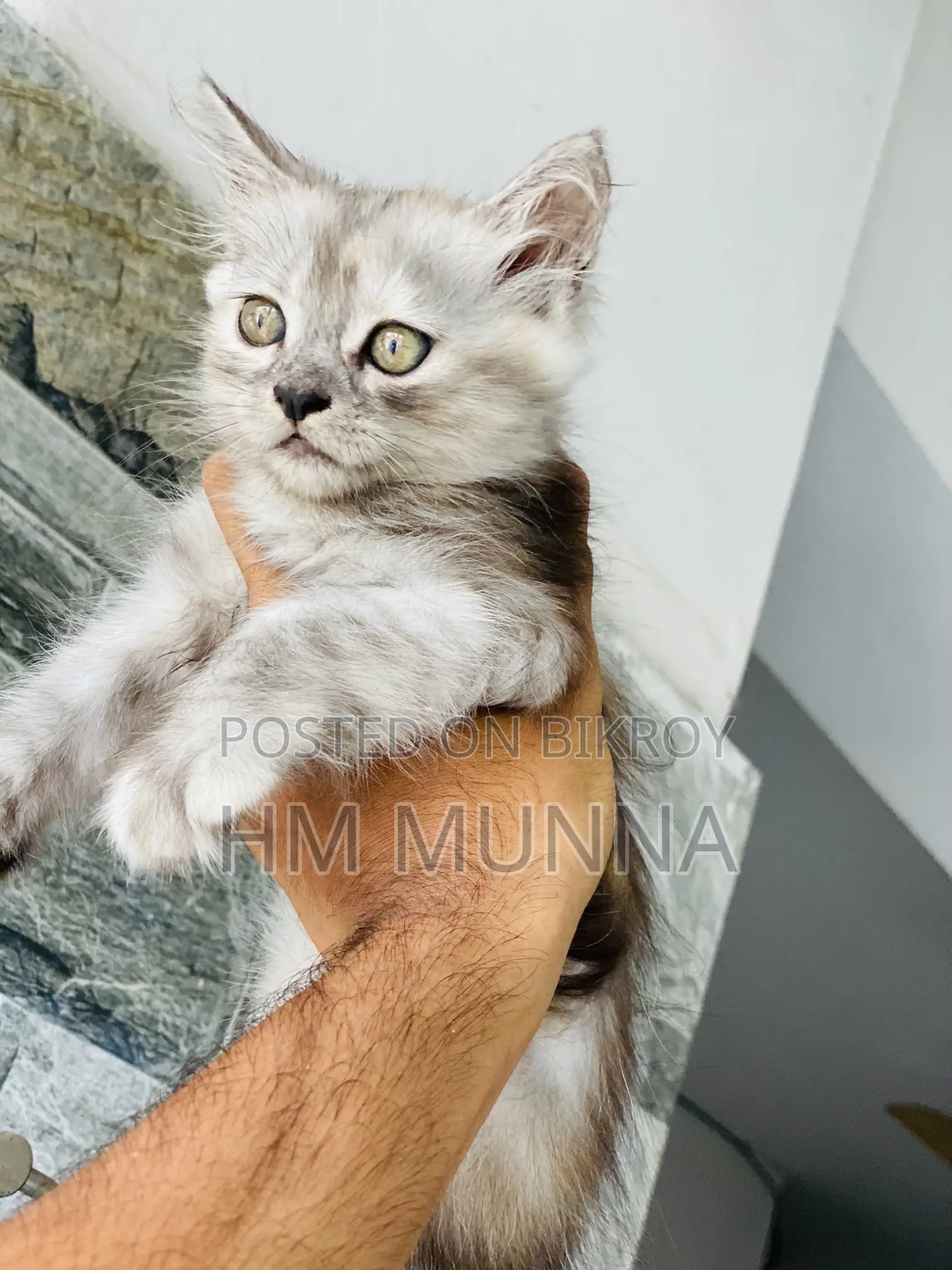 1-3 Months Female Mixed Breed Persian