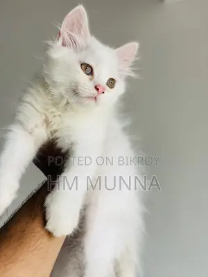 1-3 Months Female Mixed Breed Persian