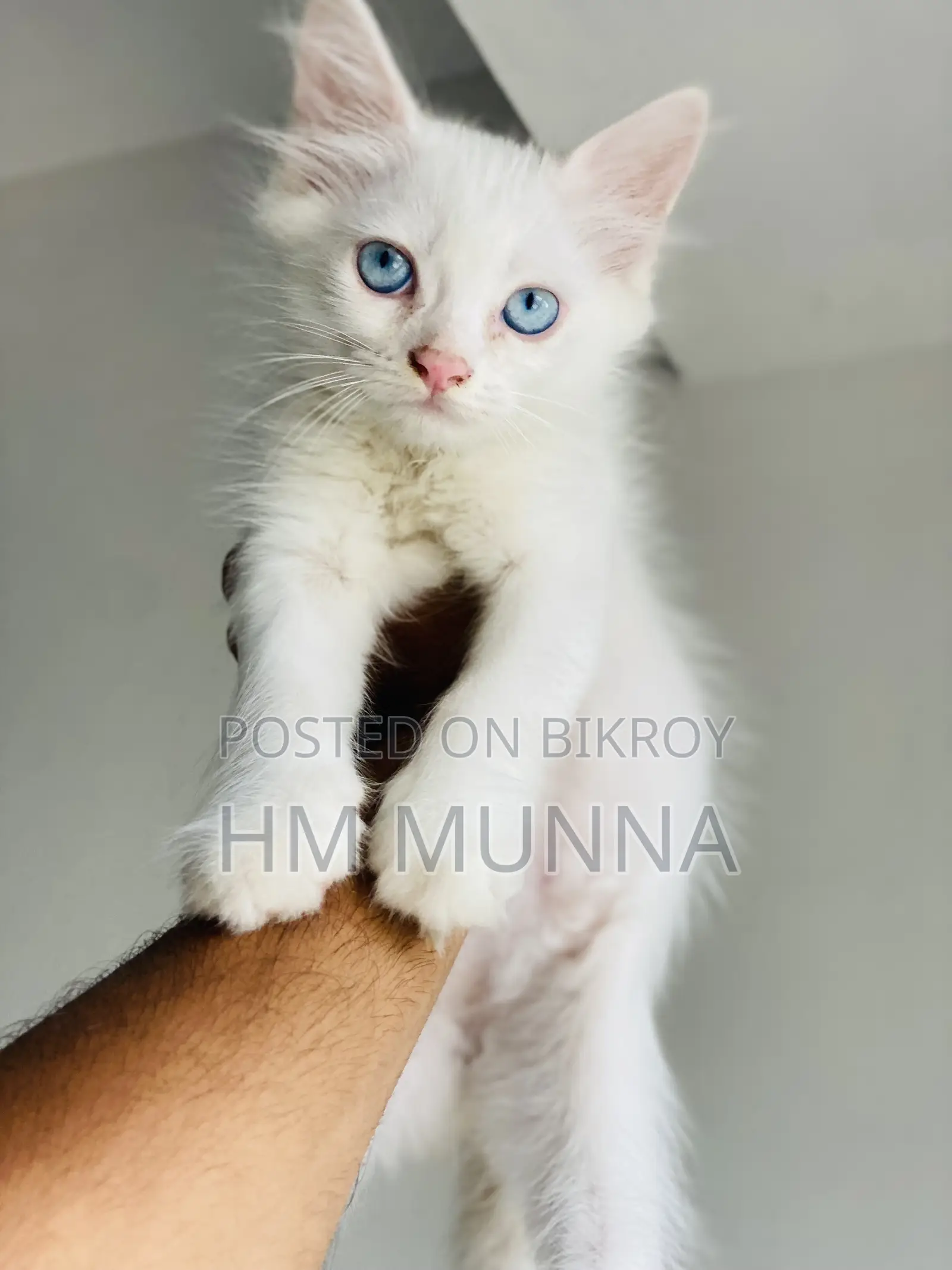 1-3 Months Female Mixed Breed Persian