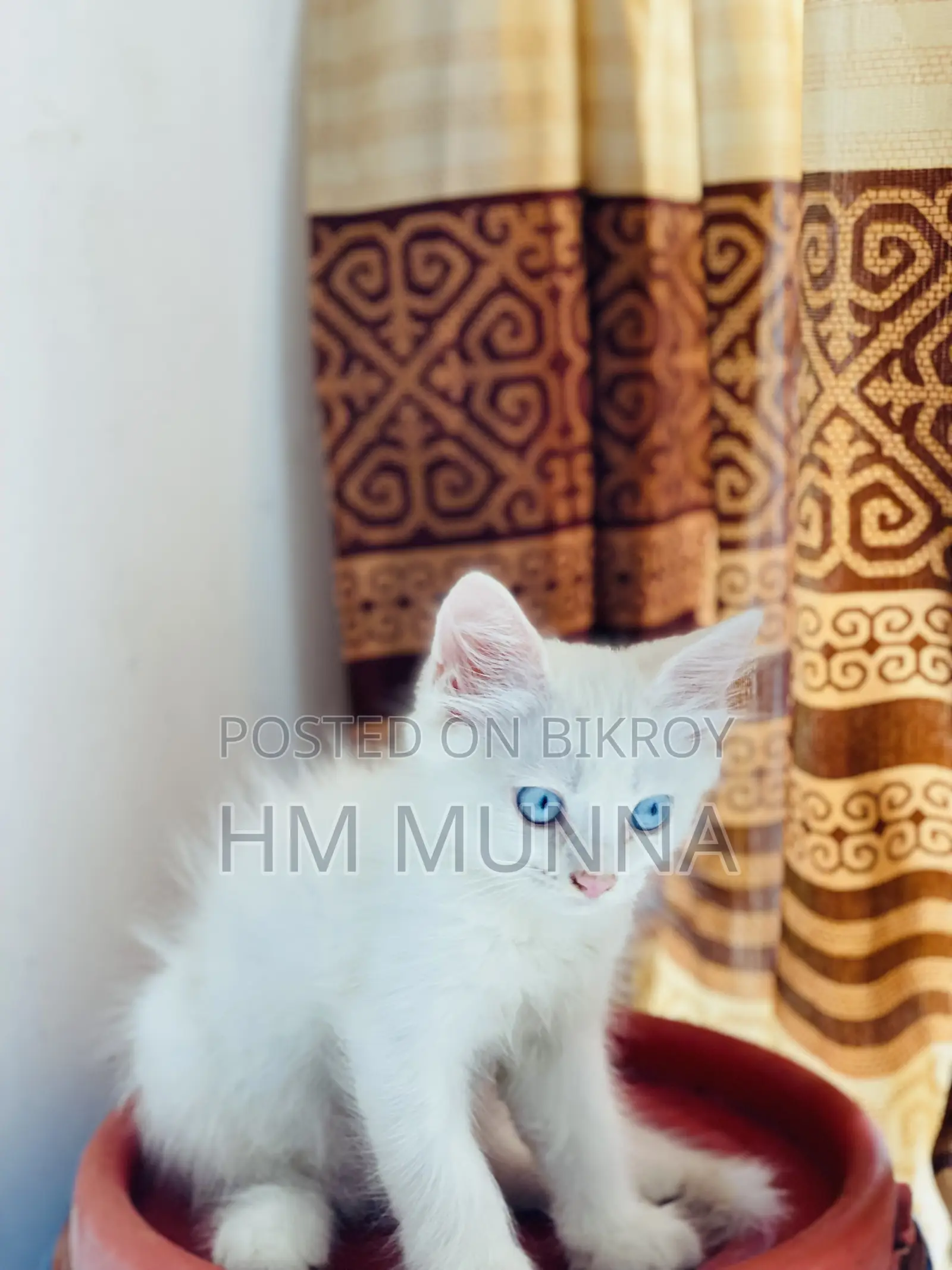 1-3 Months Female Mixed Breed Persian
