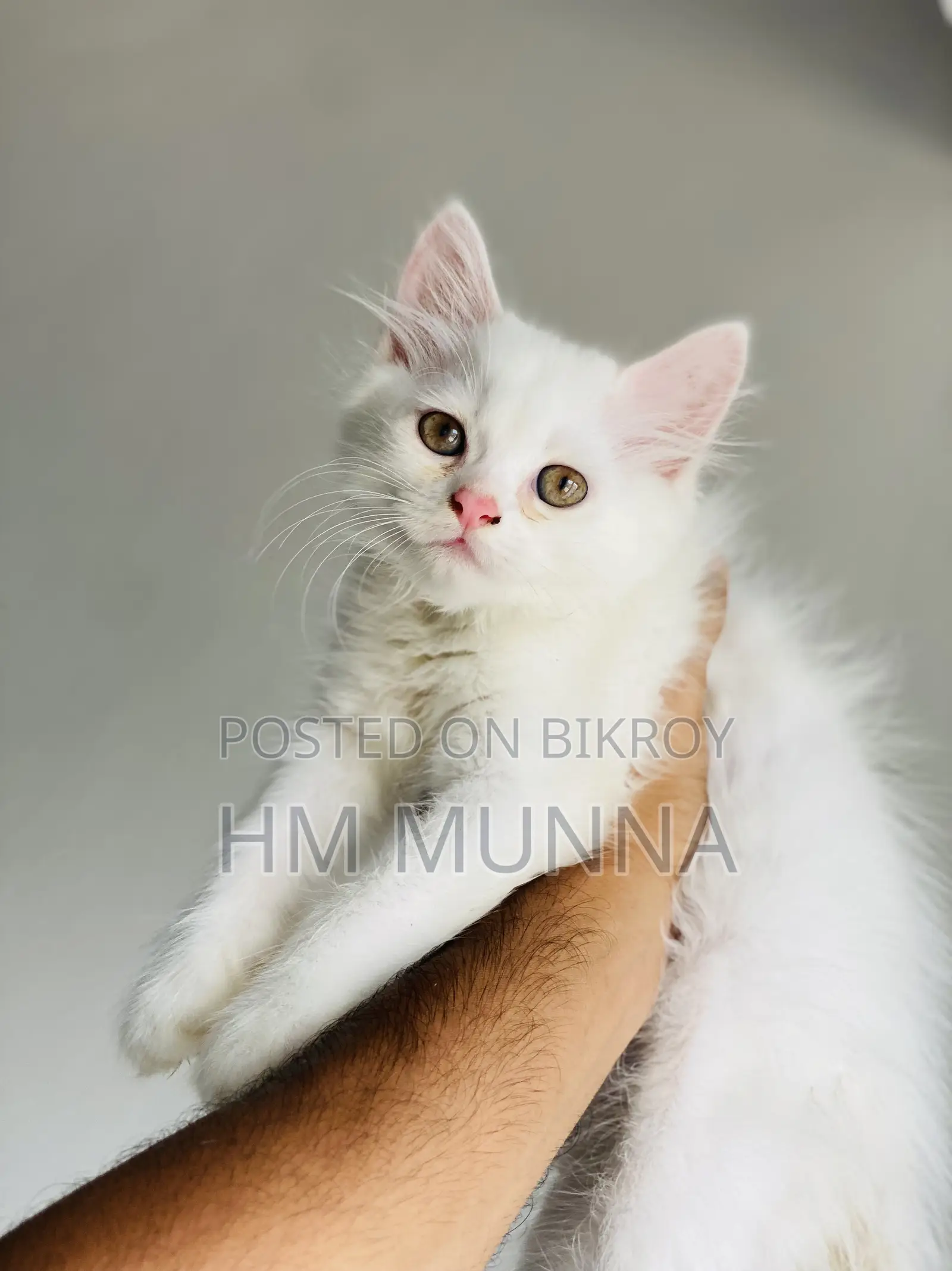1-3 Months Female Mixed Breed Persian