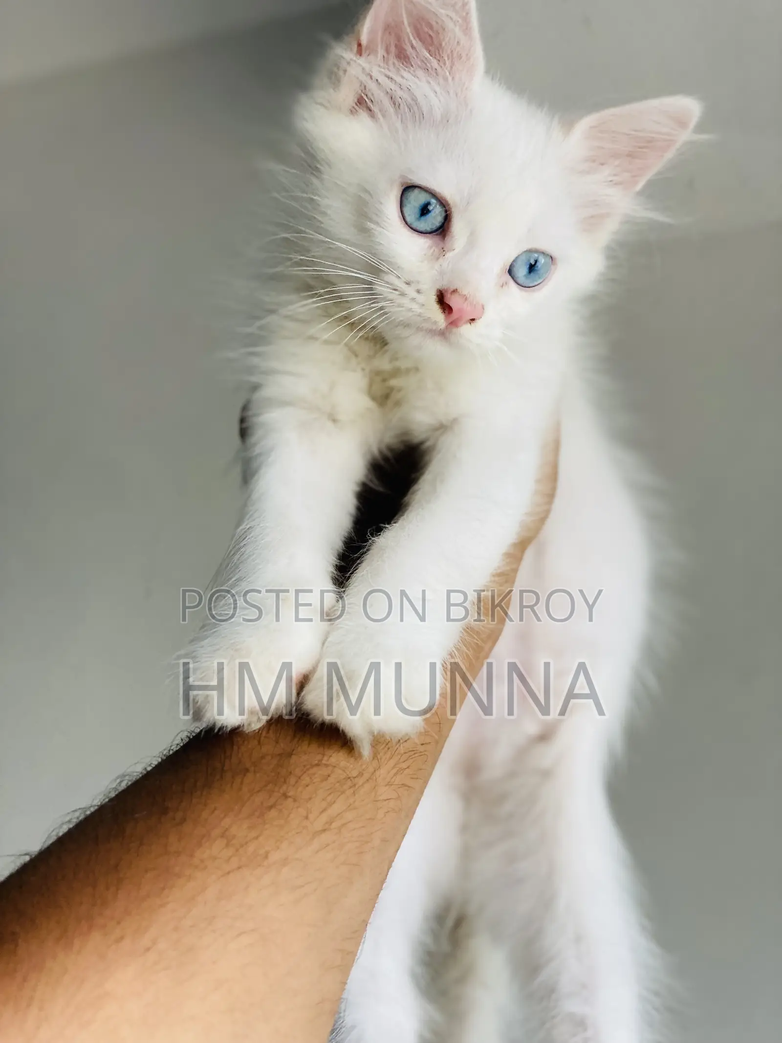 1-3 Months Female Mixed Breed Persian