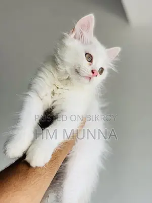1-3 Months Female Mixed Breed Persian