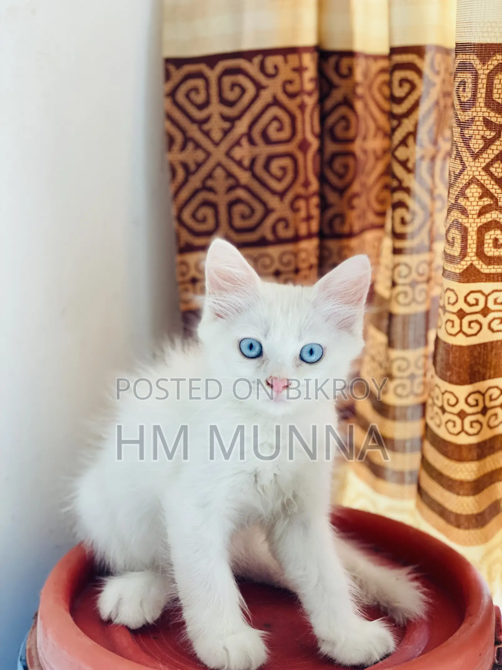 1-3 Months Female Mixed Breed Persian