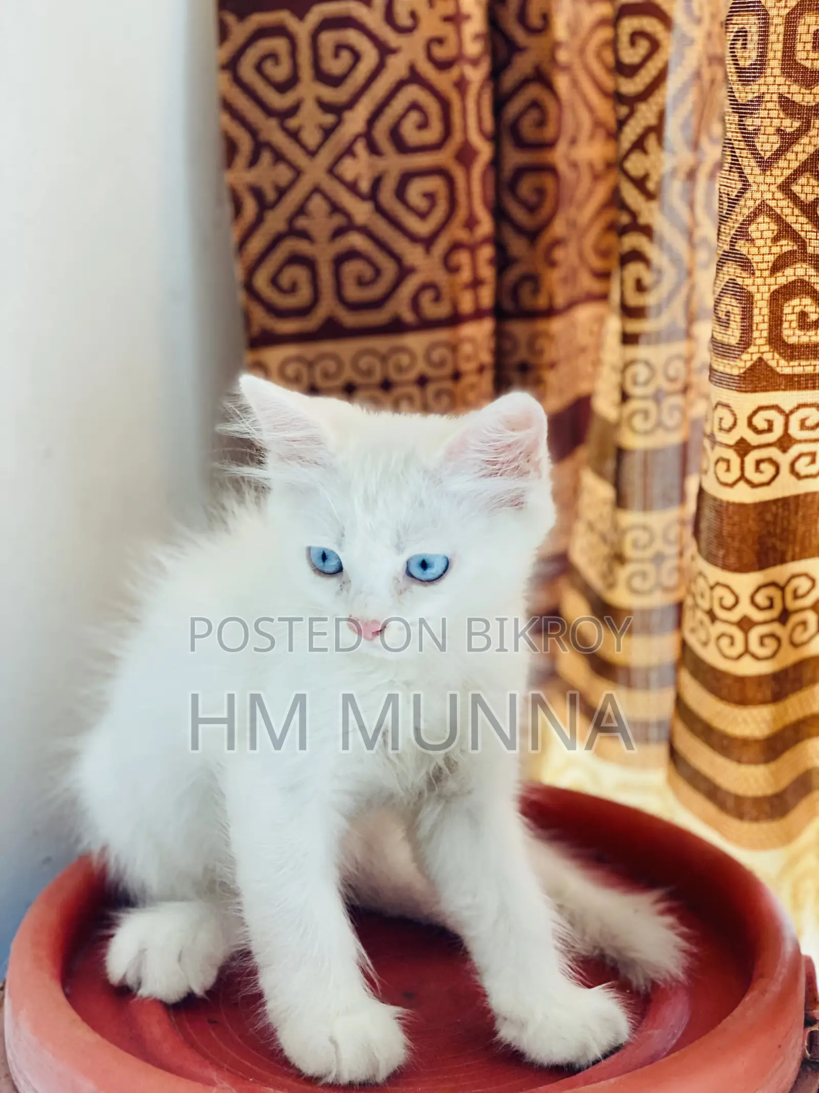1-3 Months Female Mixed Breed Persian