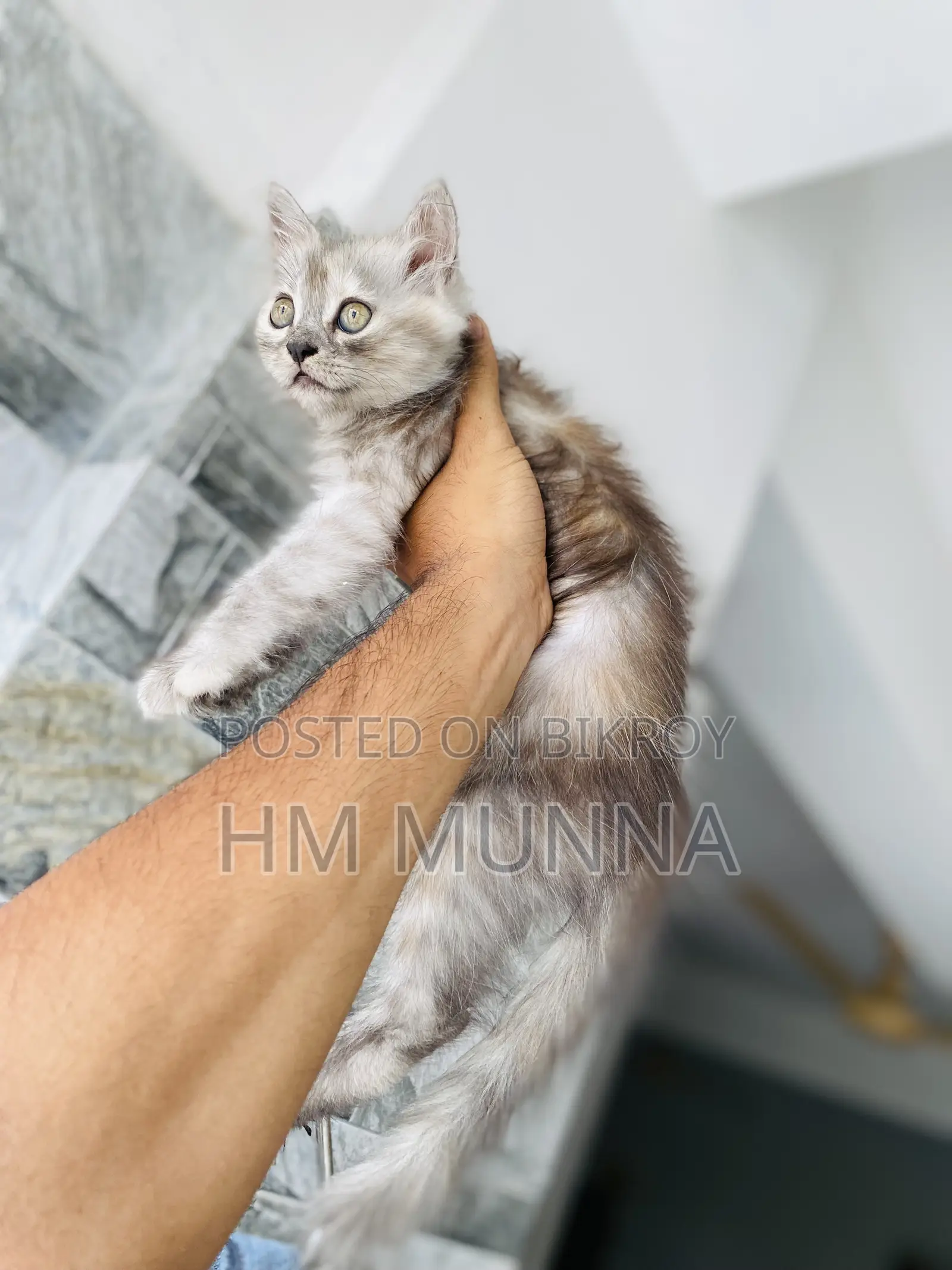 1-3 Months Female Mixed Breed Persian