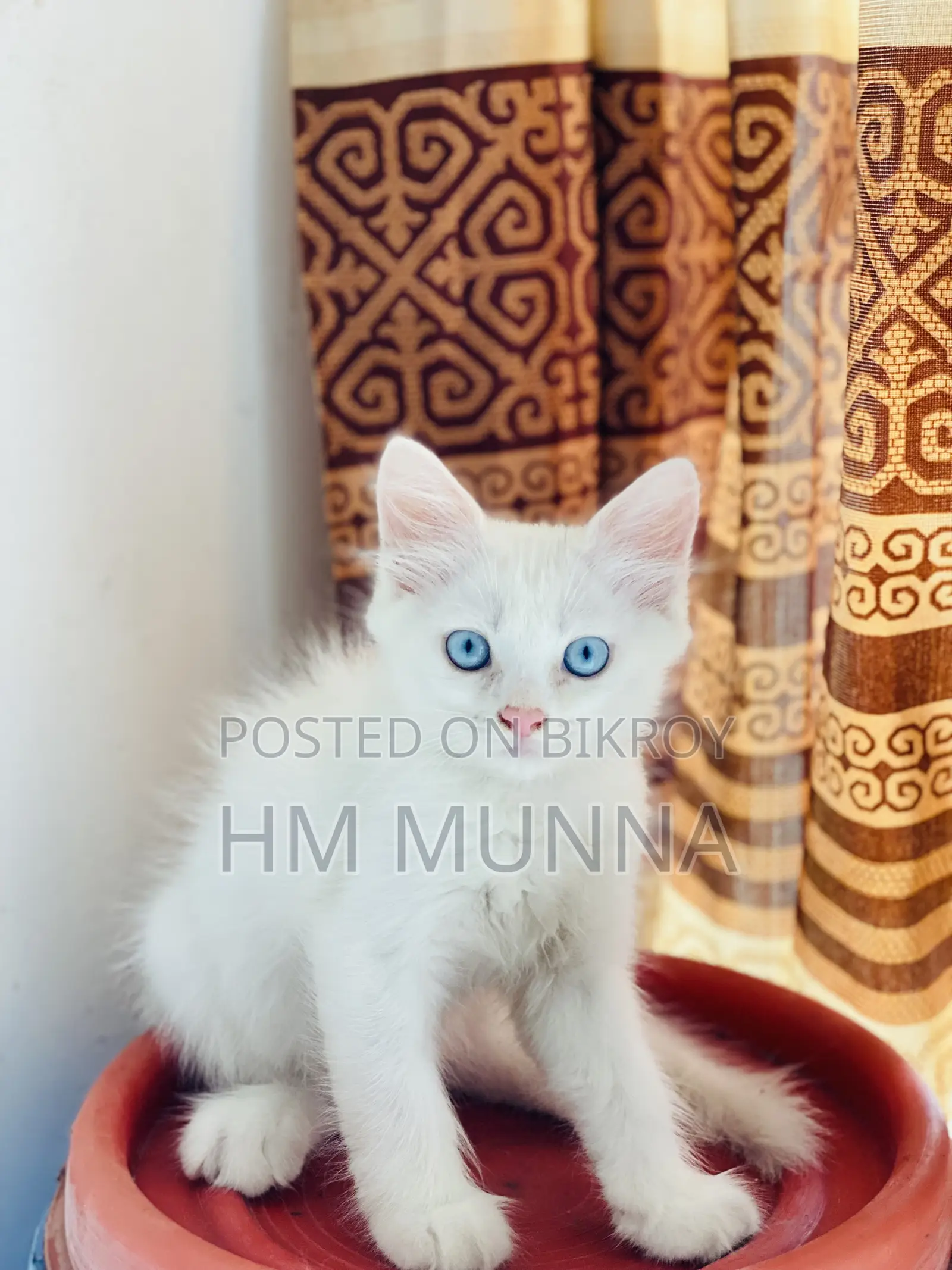 1-3 Months Female Mixed Breed Persian