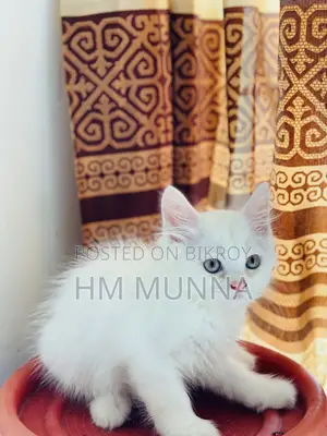 1-3 Months Female Mixed Breed Persian