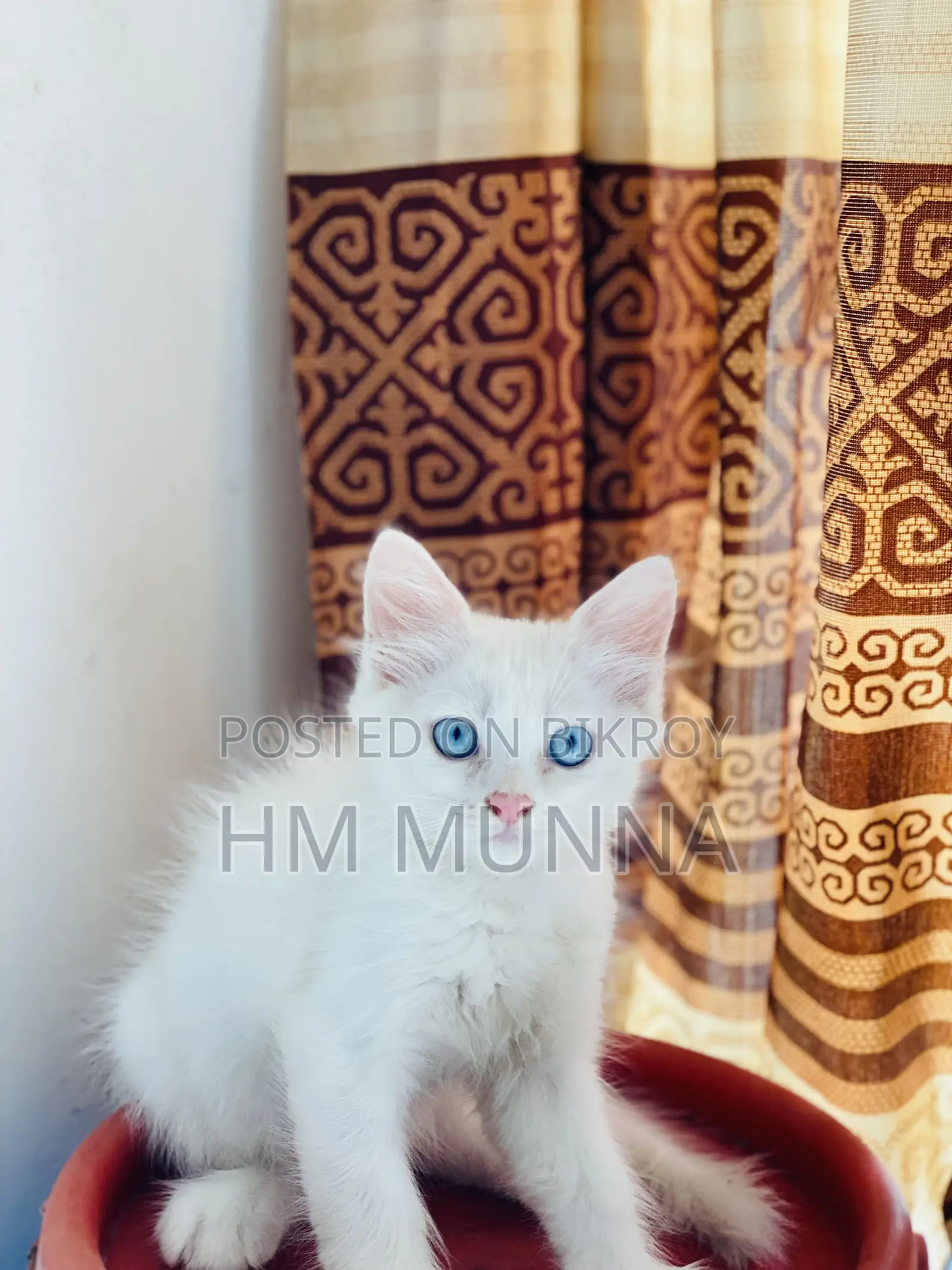 1-3 Months Female Mixed Breed Persian