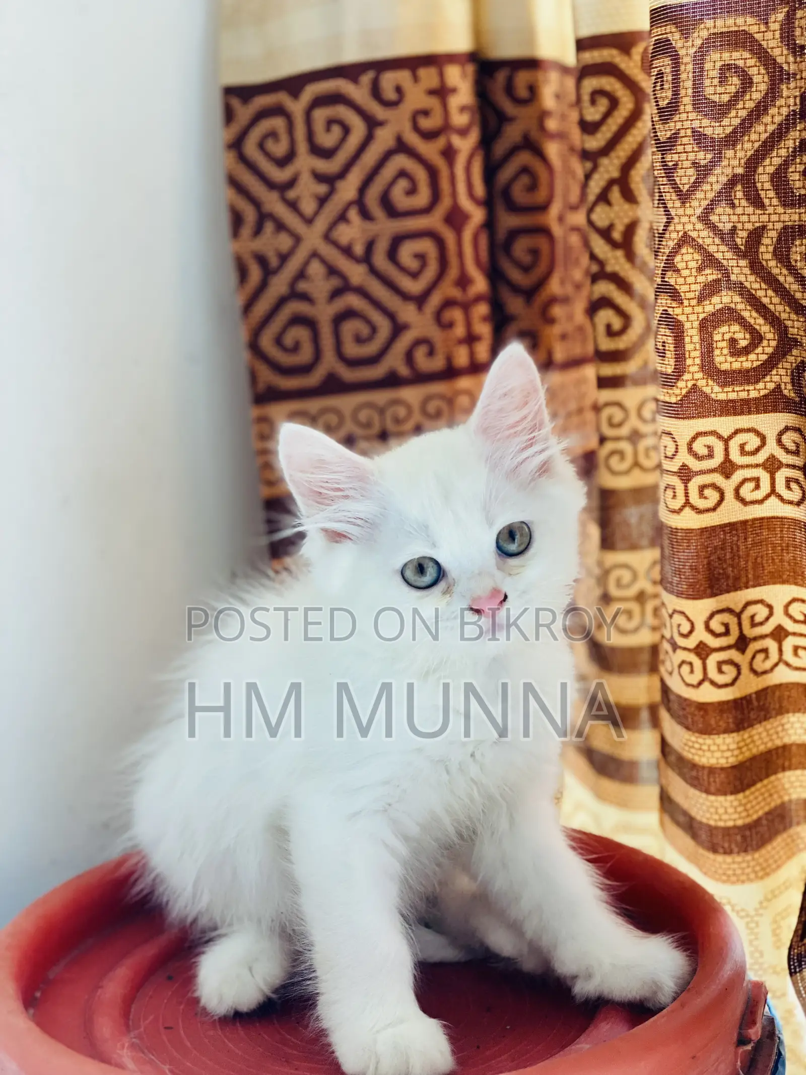 1-3 Months Female Mixed Breed Persian