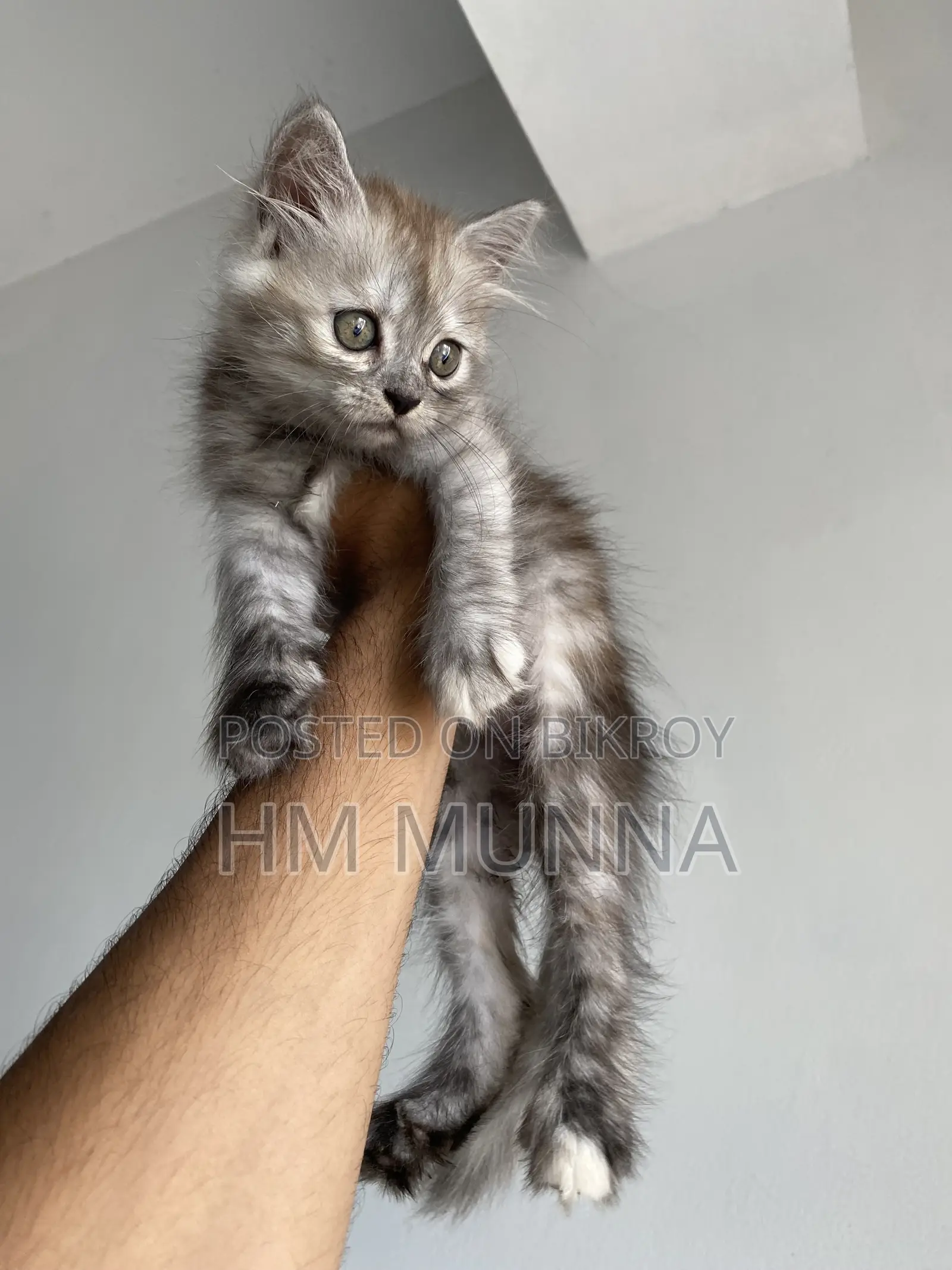 1-3 Months Female Mixed Breed Persian