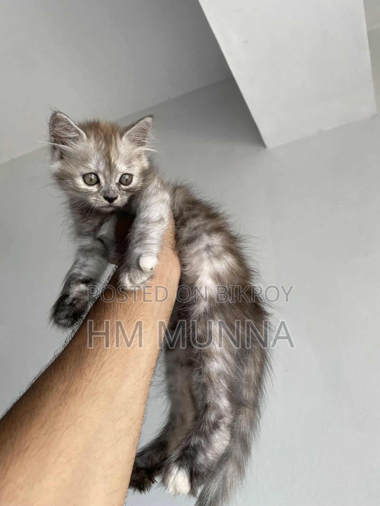 1-3 Months Female Mixed Breed Persian
