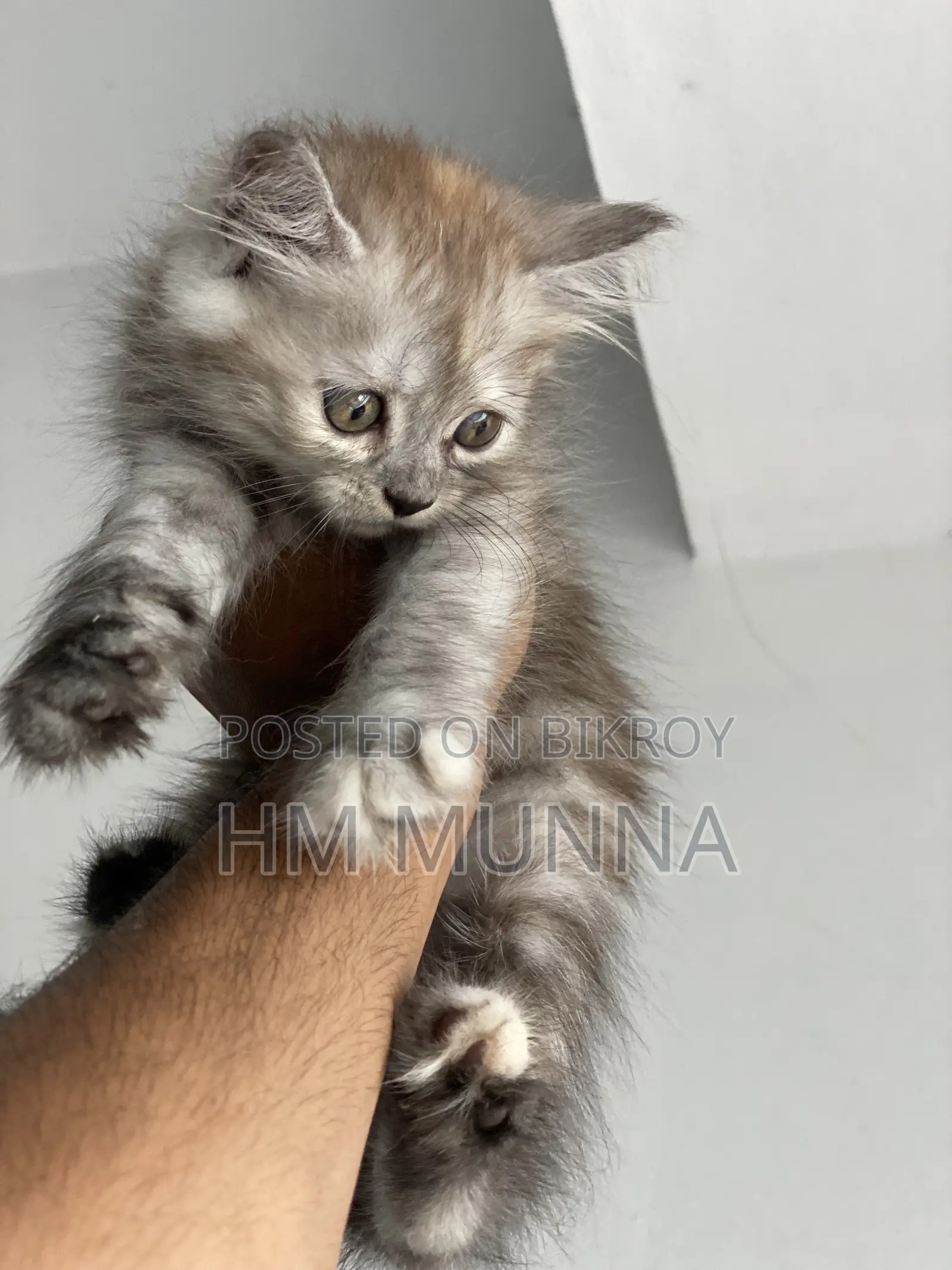 1-3 Months Female Mixed Breed Persian