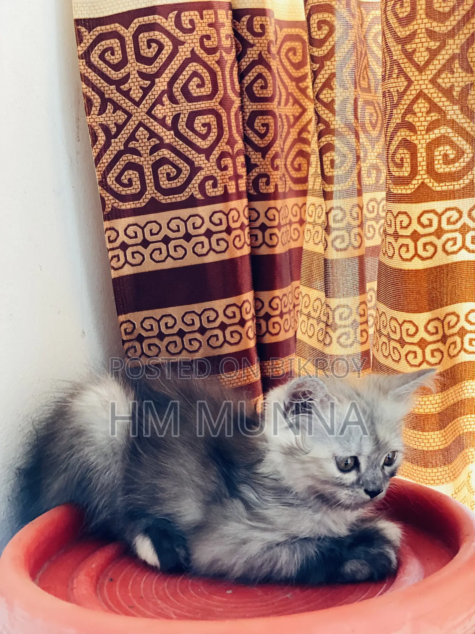 1-3 Months Female Mixed Breed Persian