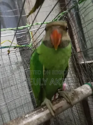 টিয়া পাখি বিক্রি