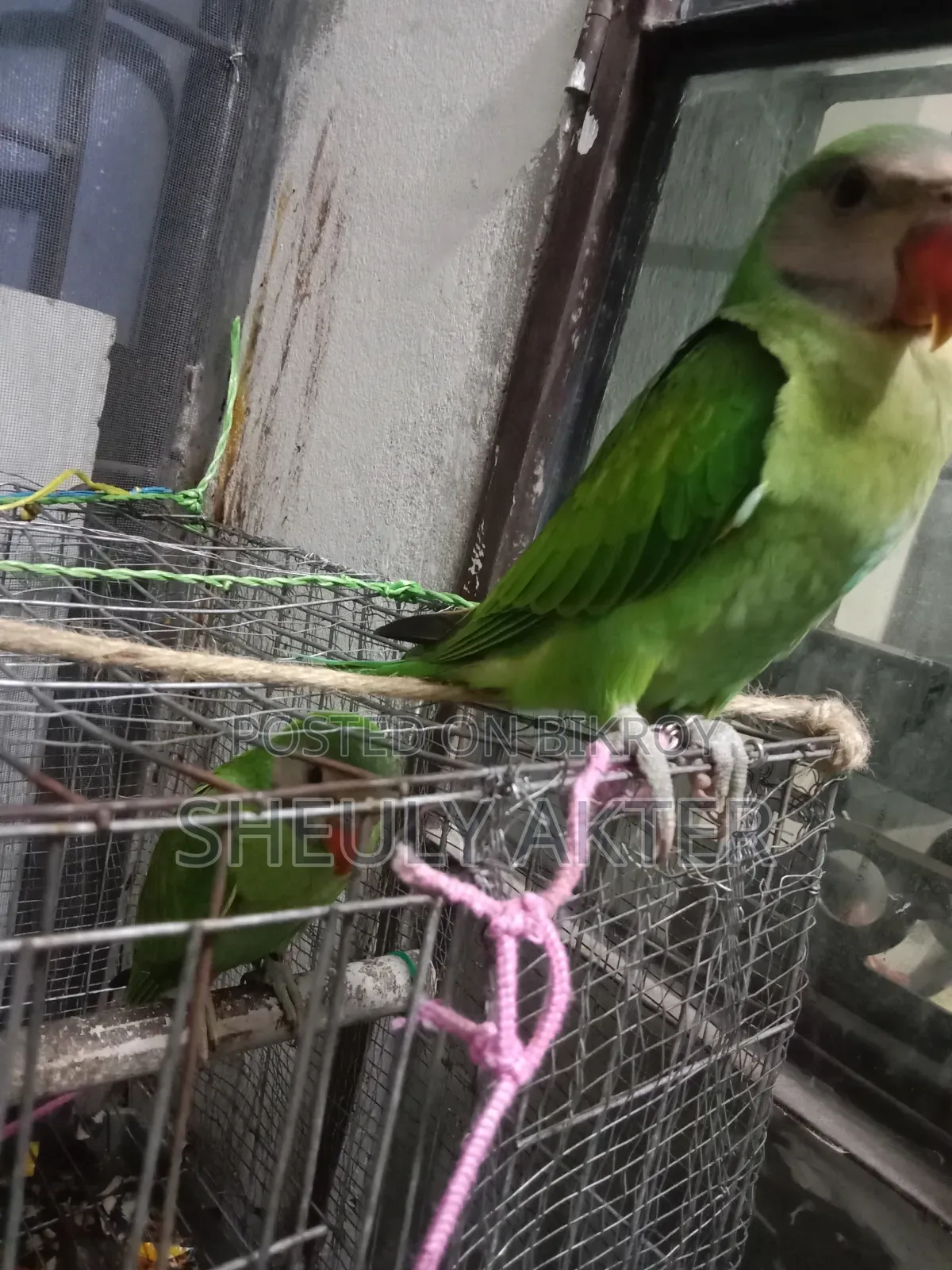 টিয়া পাখি বিক্রি