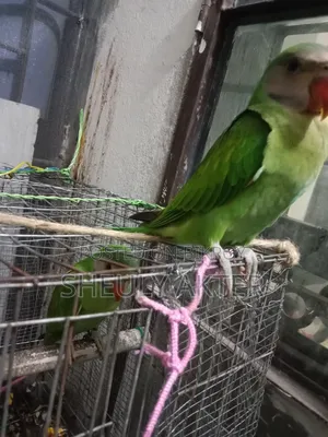 টিয়া পাখি বিক্রি