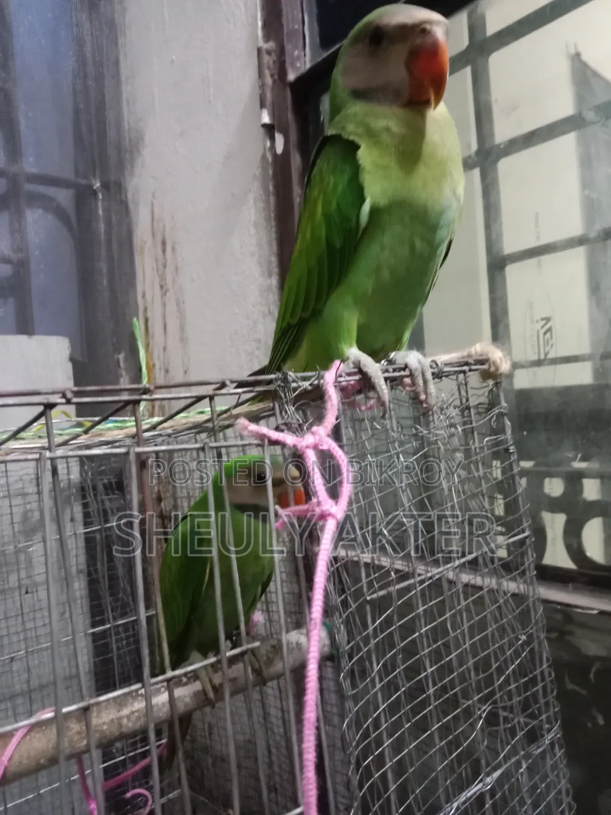 টিয়া পাখি বিক্রি