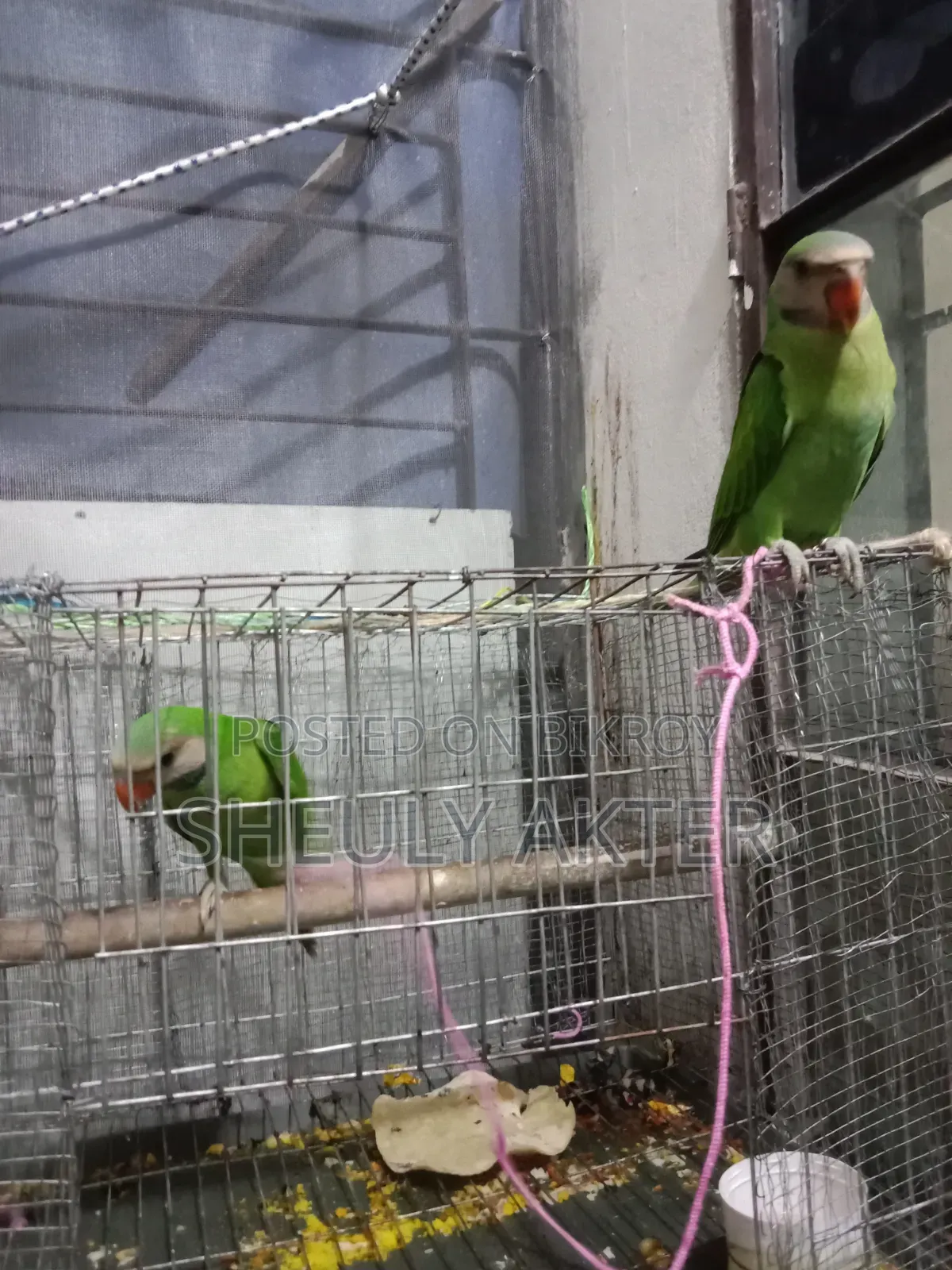 টিয়া পাখি বিক্রি