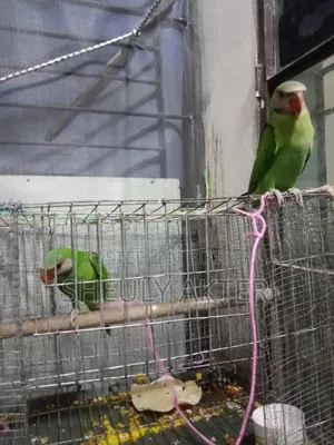 টিয়া পাখি বিক্রি