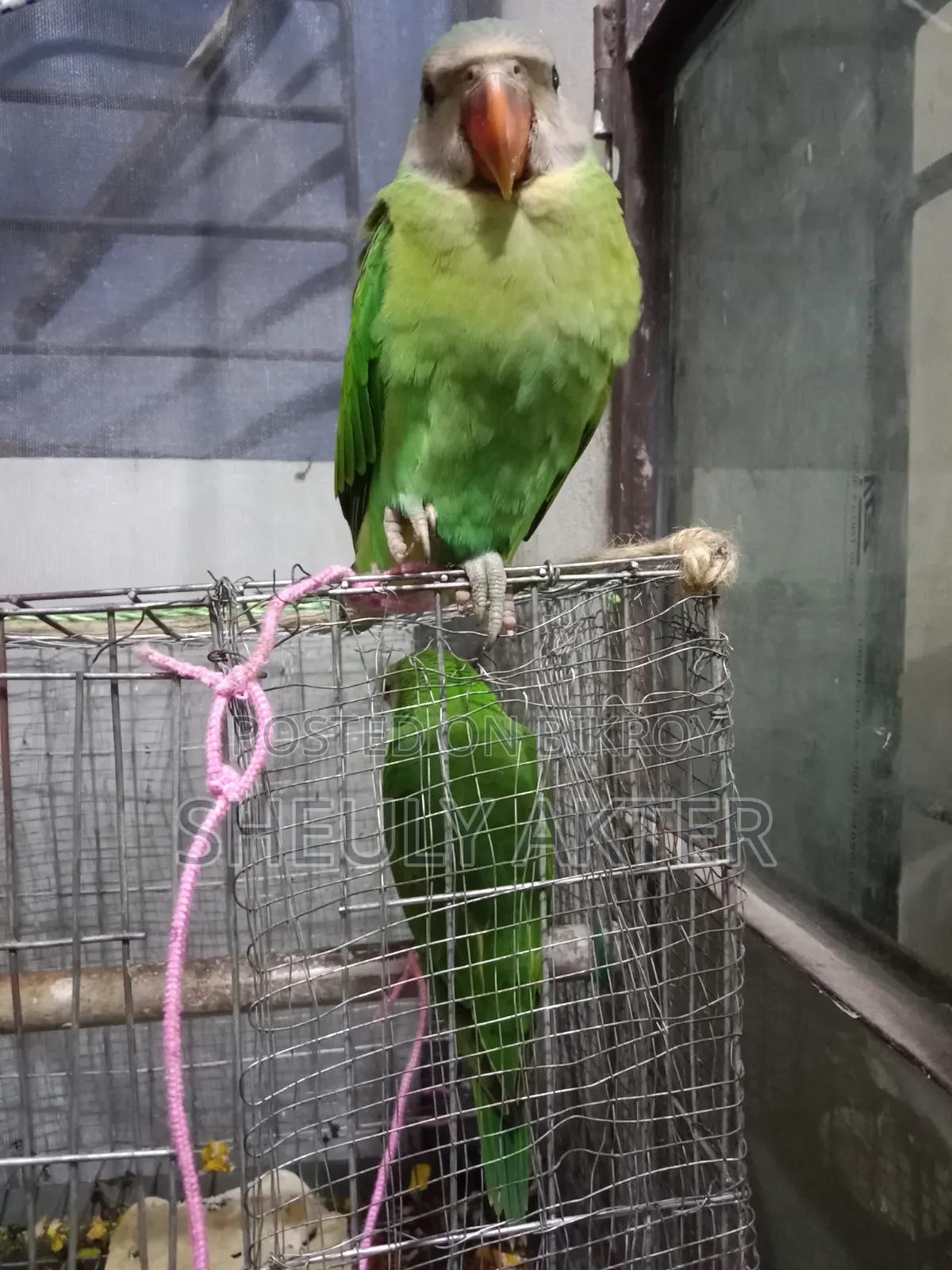 টিয়া পাখি বিক্রি