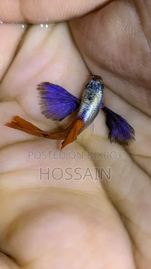 আরটিপি (রেড টেইল প্লাটিনাম এলিফ্যান্ট ইয়ার গাপ্পি)