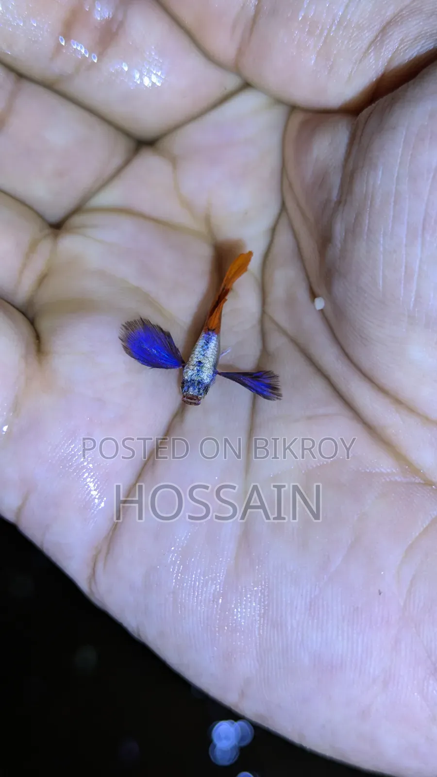 আরটিপি (রেড টেইল প্লাটিনাম এলিফ্যান্ট ইয়ার গাপ্পি)