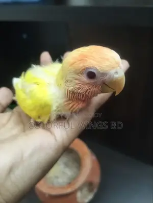 লুটিনো ওপালিন লাভবার্ড টেম সাইজ বেবি