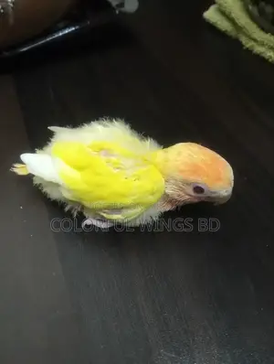 লুটিনো ওপালিন লাভবার্ড টেম সাইজ বেবি
