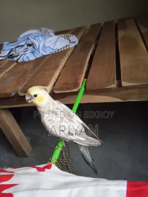 Tame Cockatiel Bird