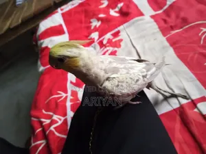 Tame Cockatiel Bird