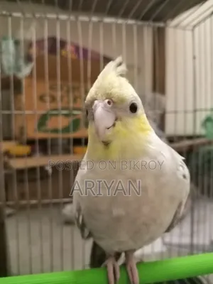 Tame Cockatiel Bird