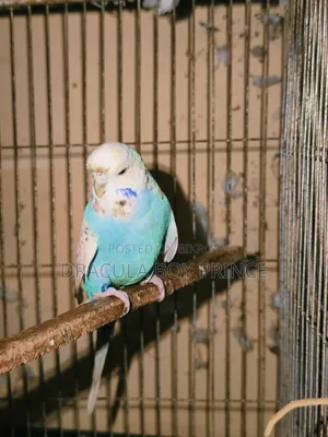 ইংরেজি প্রদর্শনী মহিলা