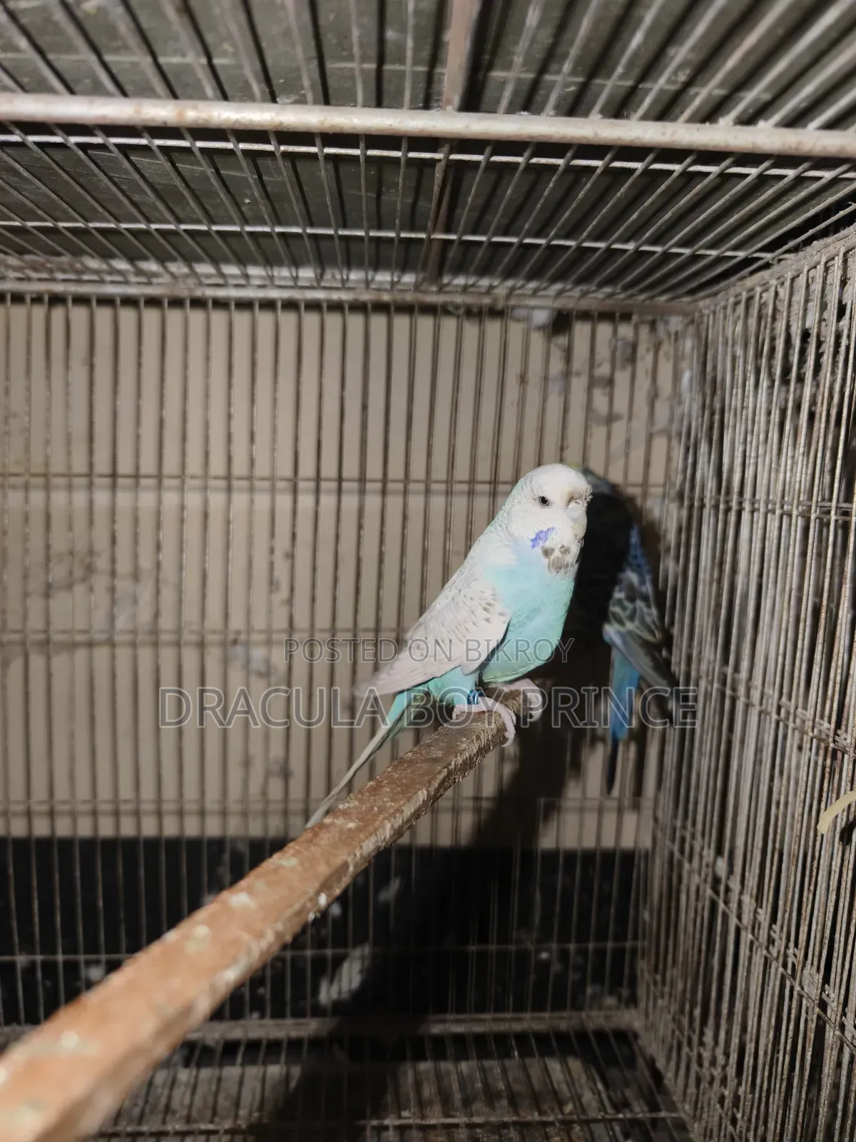 ইংরেজি প্রদর্শনী মহিলা