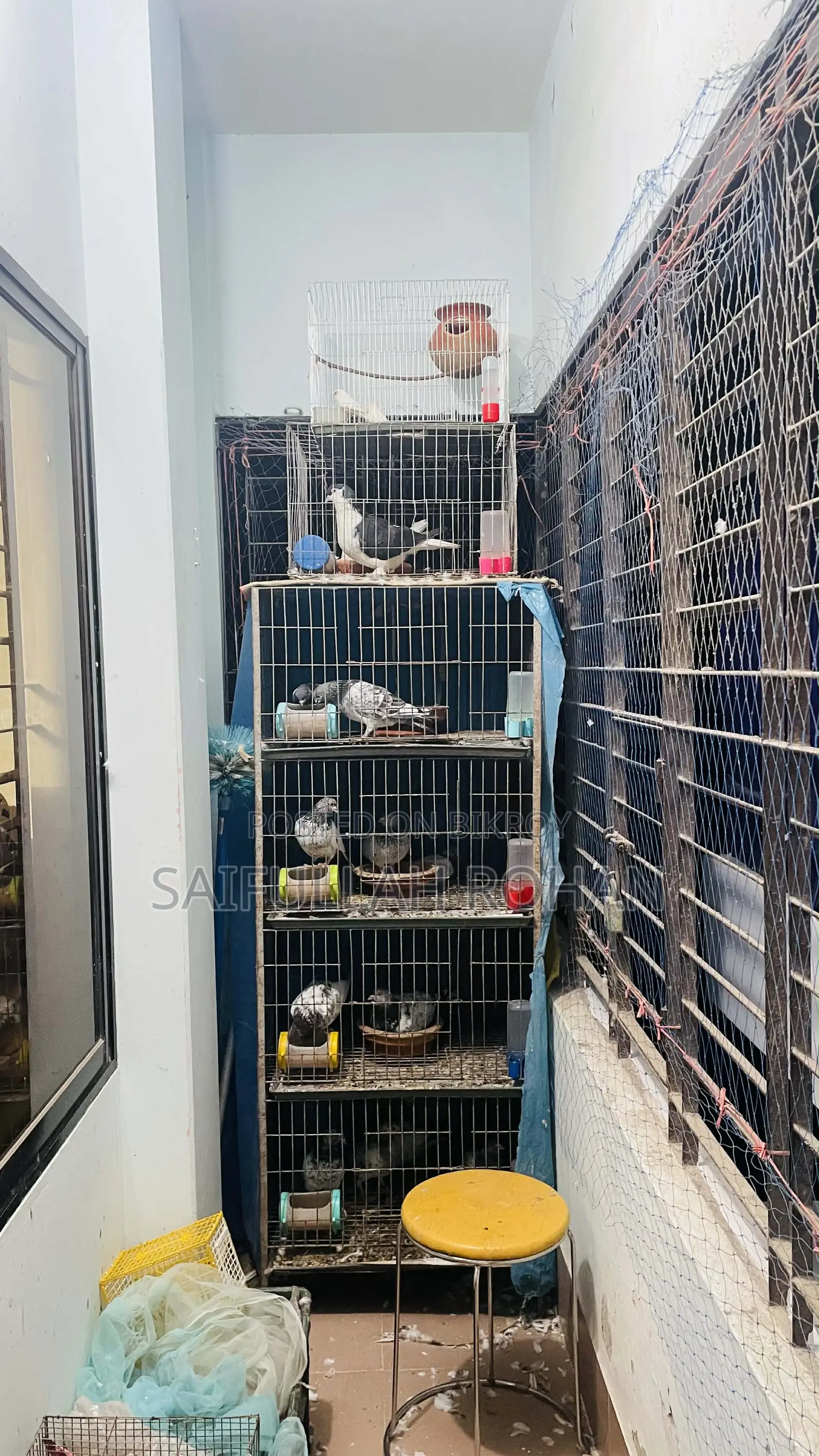 Pigeons for Sale