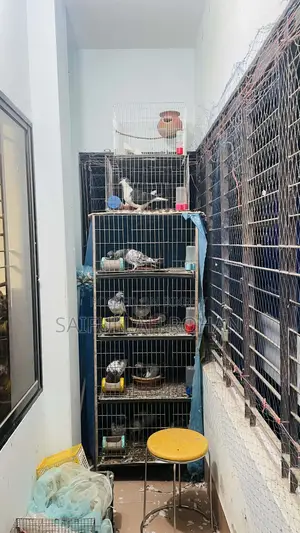 Pigeons for Sale
