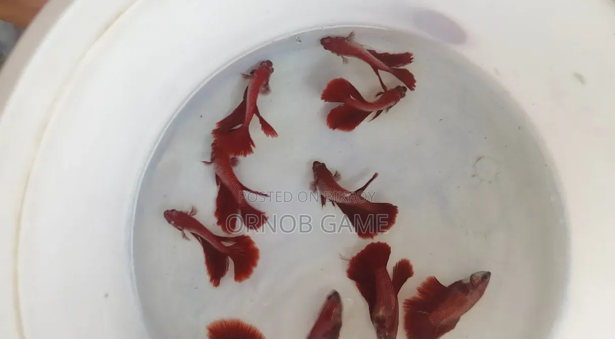 সুপার রেড ফাইটার ফিশ