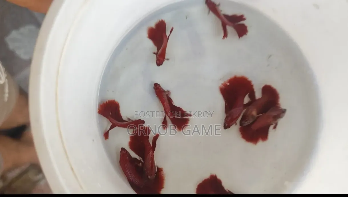 সুপার রেড ফাইটার ফিশ